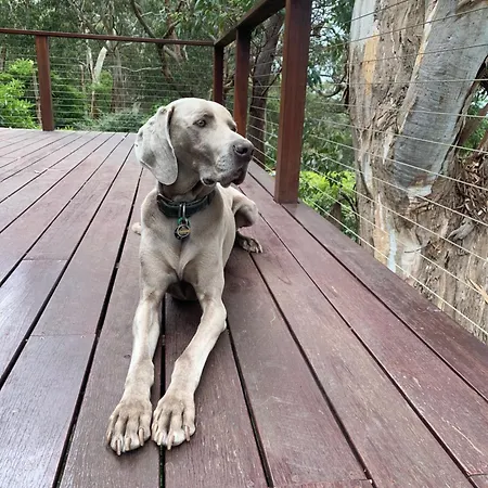 Whispering Gums - Ocean Views, Pet Friendly, Ev Unit 7Kw For Electric Cars, Sleeps 7 Villa Lorne Exterior photo